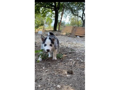 Irk garantili husky yavrularımız
