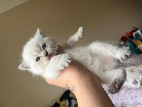 British shorthair blue point yavrularımız