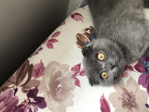 Aşıları tam 6 aylık erkek scottish fold malzemeleri ile