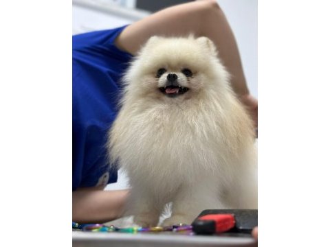 Orjinal şecereli pomeranian boo