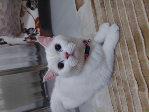 British shorthair 8 aylık kedimiz