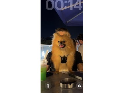 Pomeranian dişi 9 aylık