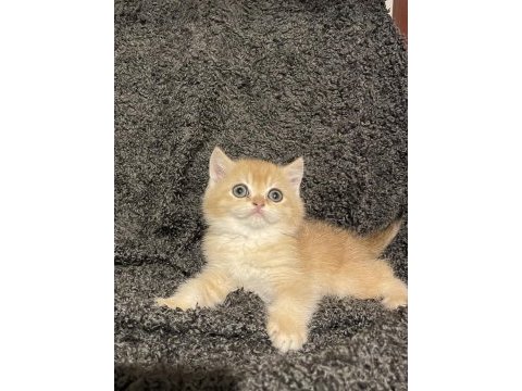 Anne baba şecereli safkan golden ny12 erkek kedimiz