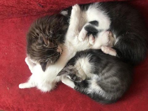 Annesi ankara kedisi babası tekir 4 tane minnoş kedimiz