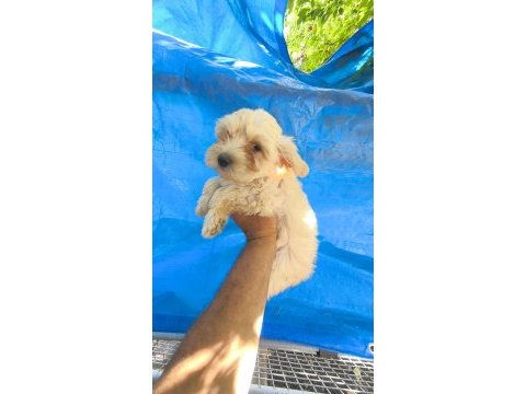 Maltipoo yavrular