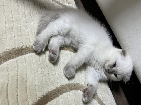 British shorthair ve scottish fold blue point 2 aylık