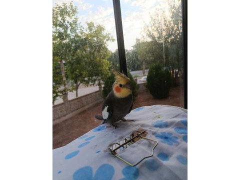 Yetişkin sultan papağanı paşam