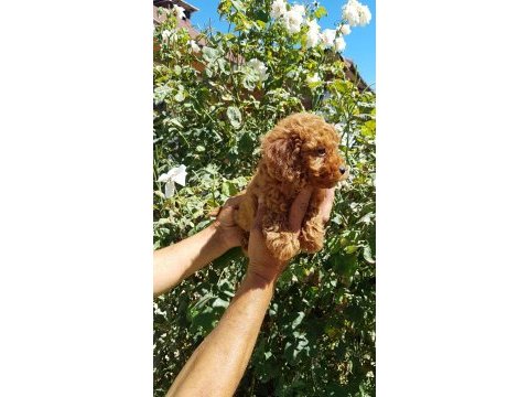 Red brown a kalite orjinal toy poodle yavrular