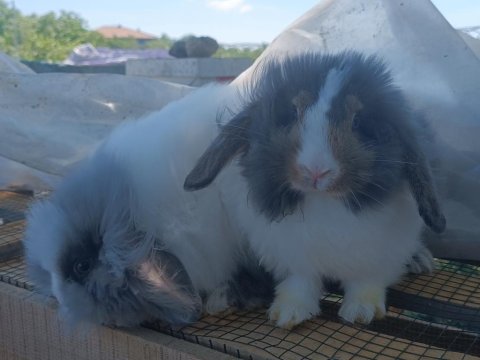 Teddy lop kolonisi 2+1 tavşan