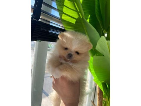 Pomeranian boo yavrularımız