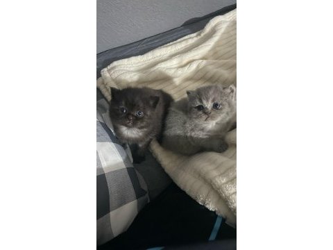 British shorthair miniklerime sıcak yuva arıyoruz