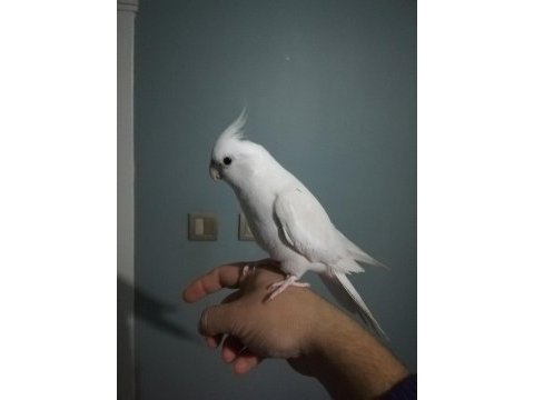 Konuşan albino sultan papağanı
