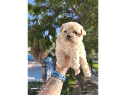 Maltipoo bebekler