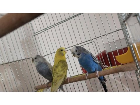 Gözüm gibi baktığım kuşlarımı sahiplendiriyorum