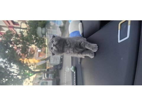 Scottish fold koca kafalımız