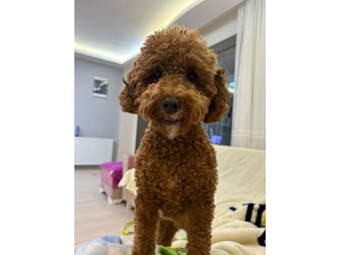 1.5 aylık orj toy poodle yavruları