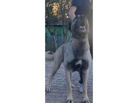 Karakırçıl dişi köpeğimiz