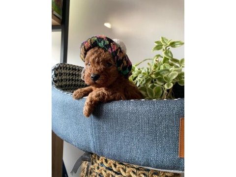Kilo ve boy garantili poodle