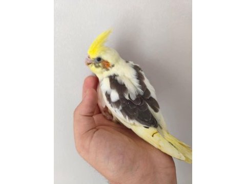 Acil yeme düşmüş sultan papağanı