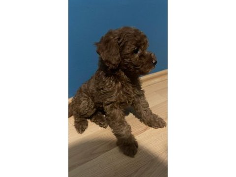 Kendi köpeğimin yavruları
