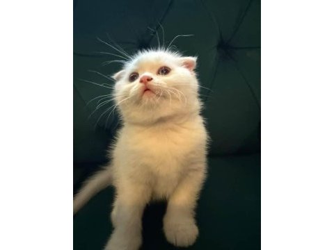 Safkan british ve scottish fold kediler