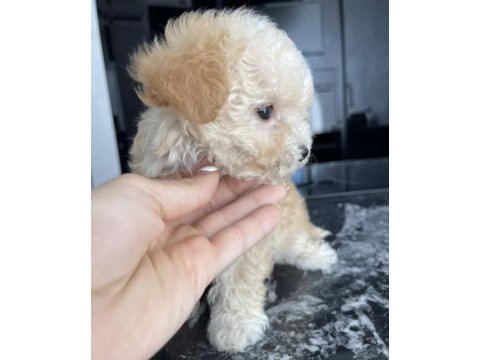 Malipoo 2,5 aylık