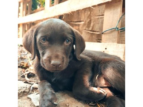 Labrador orijinal ırk