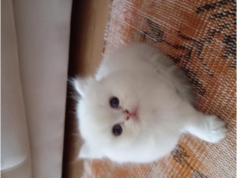 British longhair pamuk bebişe yuva arıyorum