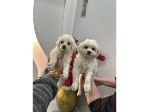 Türkiyede nadir bulunan bichon frise