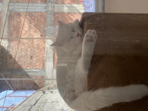Oyun sever british shorthair