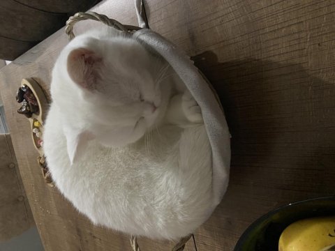 45 günlük maviş gözlü british shorthair