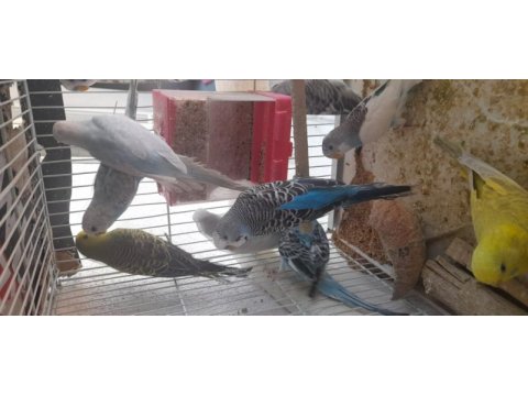 Sahiplendirme erkek dişi muhabbet kuşu
