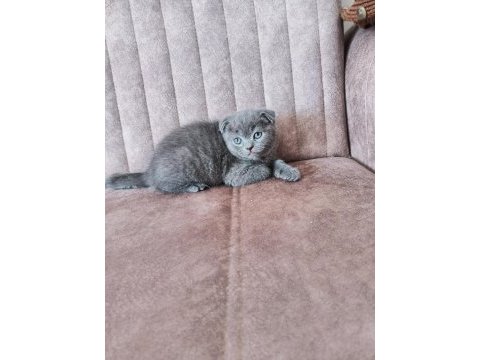Scottish fold bebeklerimiz teslime hazırlar