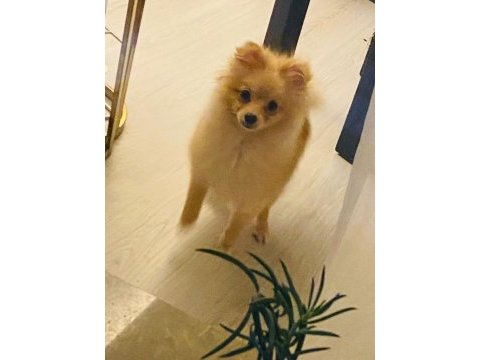 Pomeranian 6 aylık köpeğimiz