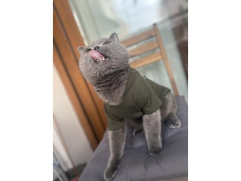 5 yasında erkek kedimiz