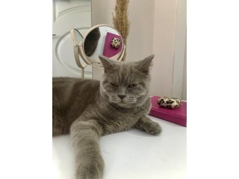 British kedi