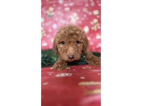 Safkan dev (gıant) poodle yavruları