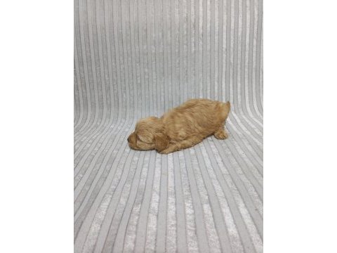 Maltipoo erkek yavru