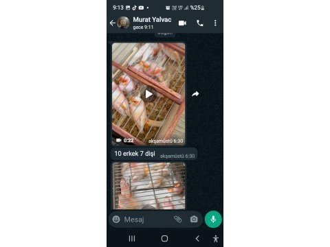 Vasıflı ötüşte al mozaık ve gloster kanaryalar