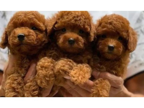 Irk ve sağlık garantili toy poodle