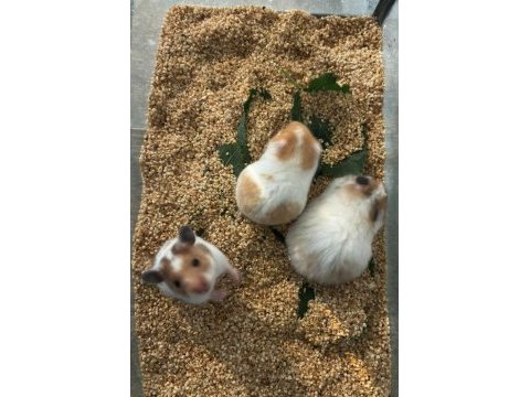 Suriye hamster