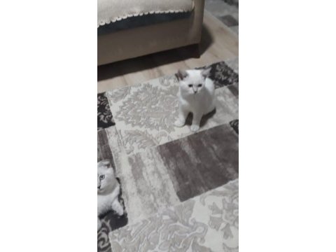 Çok uyguna british shorthair blue point