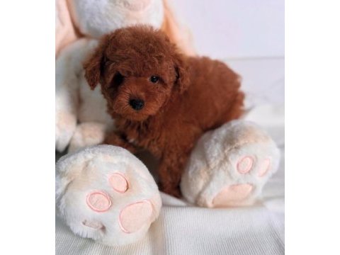 Oyuncu ve safkan toy poodle bebekler