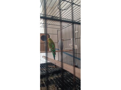 Muhabbet kuşu yeni eşleme takım