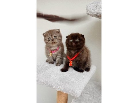 Safkan muhteşem huylu özel renk scottish fold yavrular