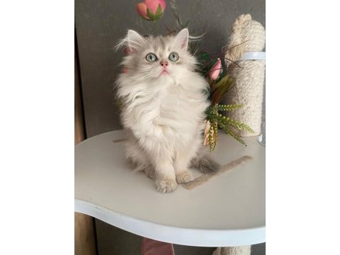 2,5 aylık secereli erkek british longhair