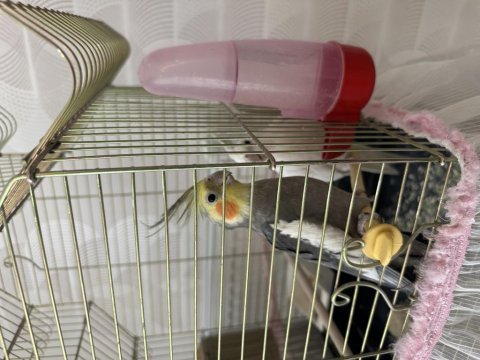 Albino ve grey yeni eş sultan papağanı