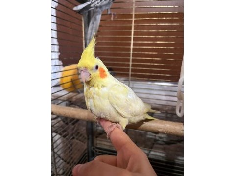 Lutino yavru sultan papağanı