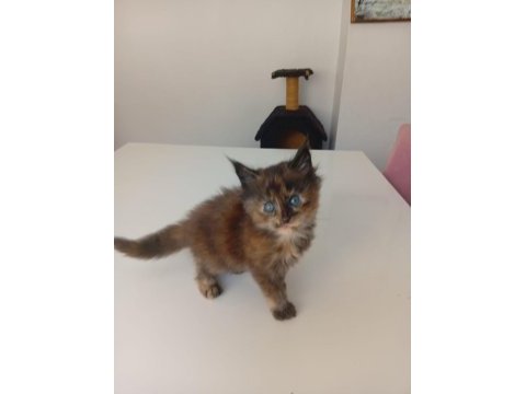 Xxl boy maine coon yavruları