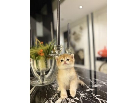 Brıtısh shorthair golden yavrularım 